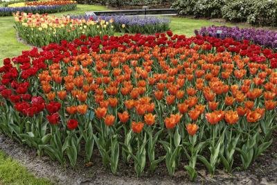 Perennials