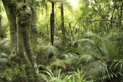 Palms and ferns grow on the rainforest floor.