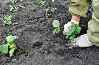 A farmer planting strawberry plants in a patch