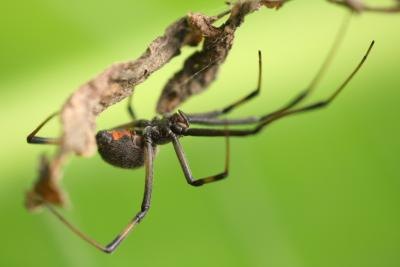 The brown widow spider is a relative to the black widow.
