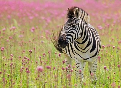 A wild zebra may live for 25 years.