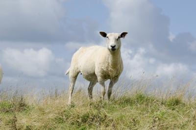 DNA is also used in the genetic engineering of animals.