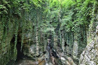 Russian ivy vines hanging off a cliff