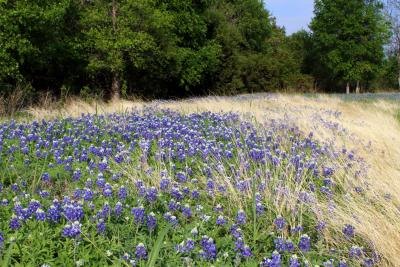 You will often find them along the roadside.
