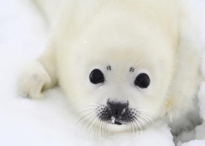 Baby seal on ice