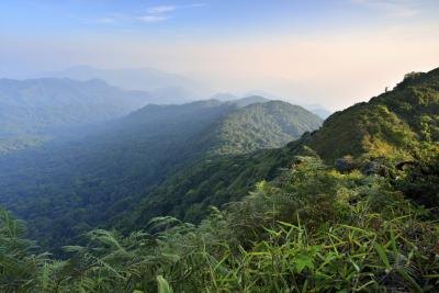 A tropical rainforest in the mountains of Southeast Asia.