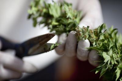 Cannabis, is prescribed medically to reduce nausea and stimulate appetite in patients undergoing treatment for cancer.
