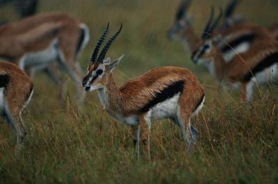 A group of gazelles stand still.