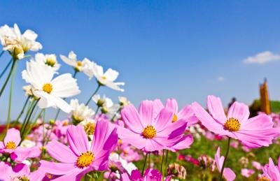 Pollen count is one factor.