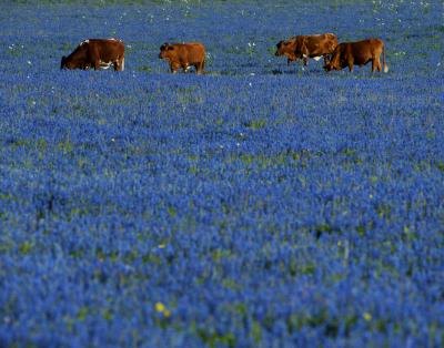 Texans are very devoted to their state flower.