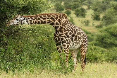 Because of their necks, giraffes can feed where other animals can not.