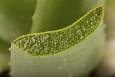 Section of aloe vera plant
