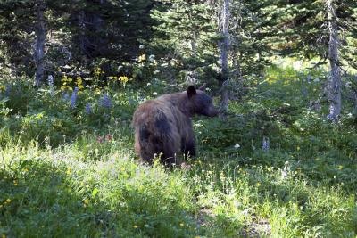 Living things large and small rely on the abiotic factors of the forest. Living things large and small rely on the abiotic factors of the forest.