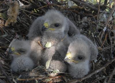 When the birds hatch they're called nestlings.