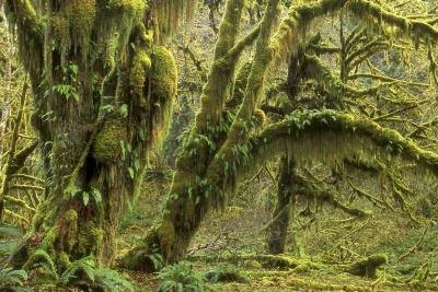Trees in rainforest