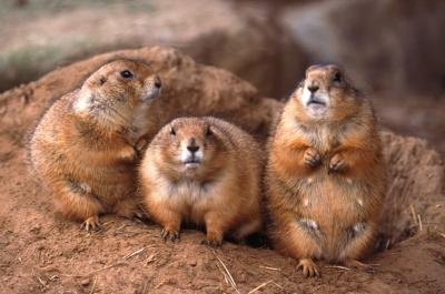 Prairie dogs