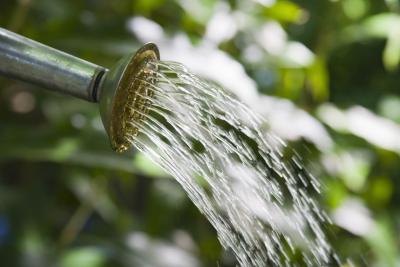 Spout of watering can.