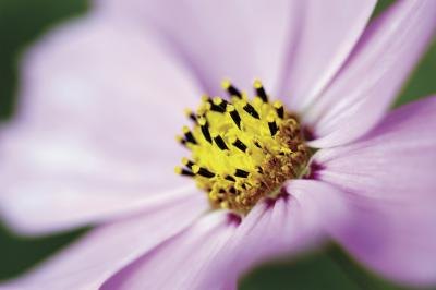 Closeup of cosmos bipinnatus stamen