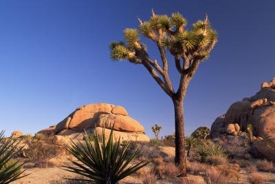 Joshua Tree Joshua Tree