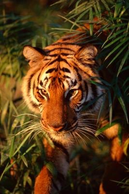 The tiger is an apex predator, meaning nothing consumes it as prey.