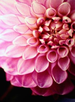 Dahlia