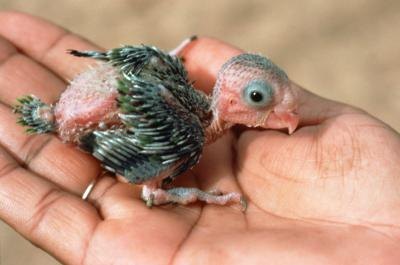 If you find a baby bird on the ground, try to determine if it is a nestling or a fledgling.