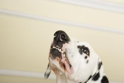 Angry dog.