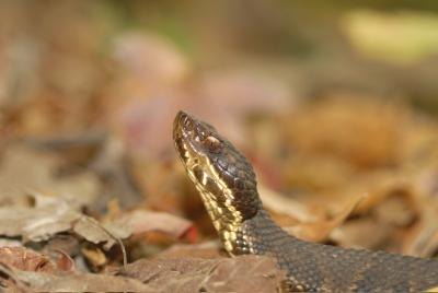 Snake in Illinois.