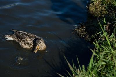 Ducks have a neutral relationship with many other birds they share their environment with.