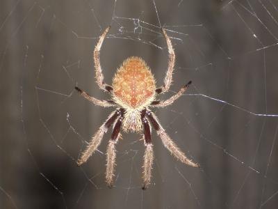 A close-up of an Orb Weaver in a spider web.