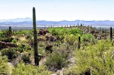 the Sonoran has the widest variety of animals and plant life