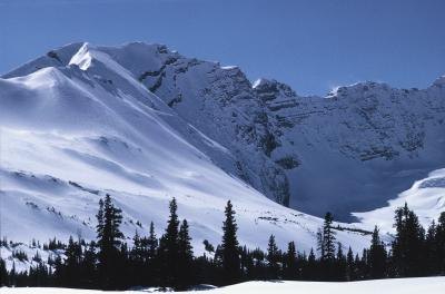 Timberline, the boundry trees won't cross Timberline, the boundry trees won't cross