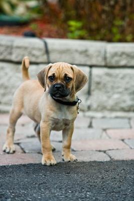 Most domestic animals are vaccinated against the inconvenience of a parasite.