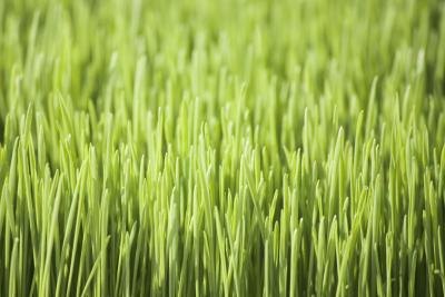 Wheatgrass