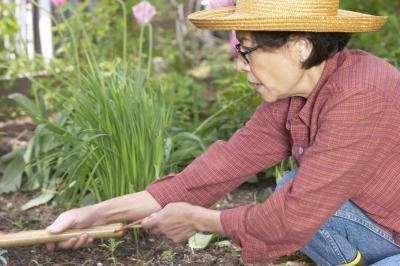 Woman raking soil in garden