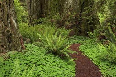 Ferns in a forest.