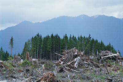 Deforestation Deforestation