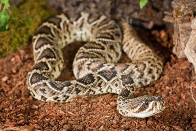 diamondback rattlesnake