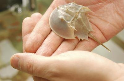 Horseshoe crabs have remained relatively unchanged over a million years.