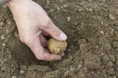 A potato seed being planted