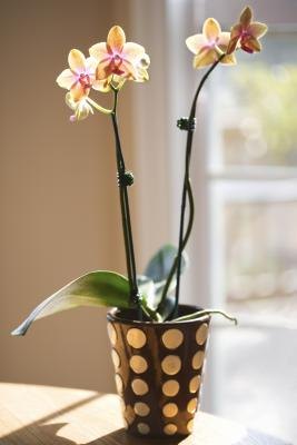 Orchid plant