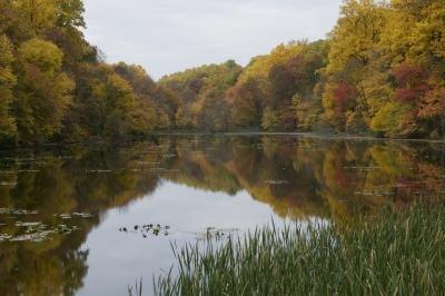 Pond surrounded by Autumn leaves Pond surrounded by Autumn leaves