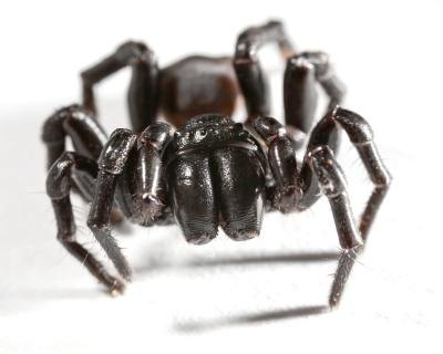 Trap Door Spider