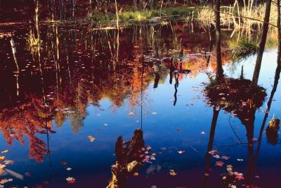 Pound surrounded by Autumn forest