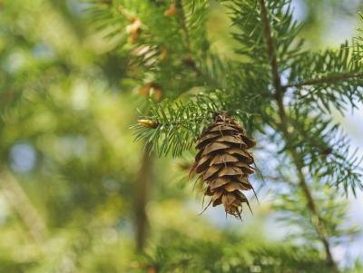 Pine trees have needle clusters and scaled, plate-like bark. Pine trees have needle clusters and scaled, plate-like bark.