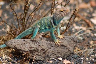 Oklahoma is home to nearly 20 lizard species including the eastern collared lizard. Oklahoma is home to nearly 20 lizard species including the eastern collared lizard.