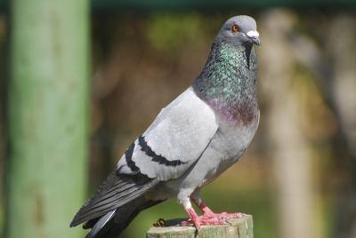 Pigeon on wood post
