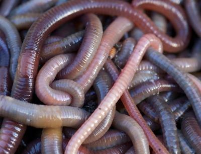 pile of earthworms
