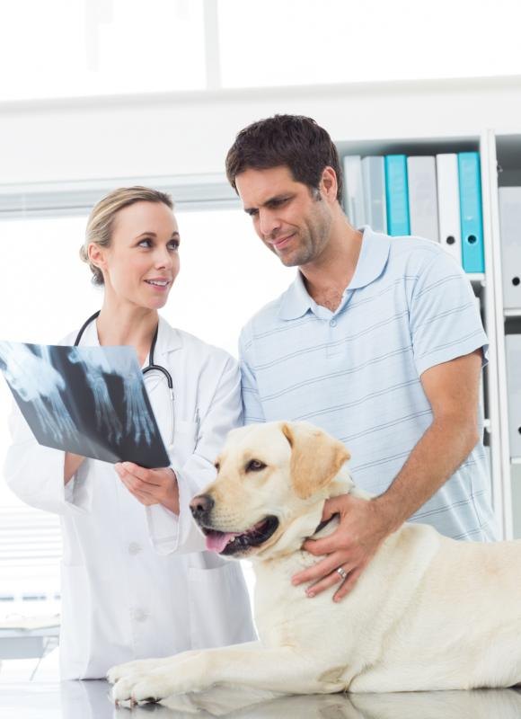 Your vet diagnoses gallbladder issues via X-rays and ultrasounds. Your vet diagnoses gallbladder issues via X-rays and ultrasounds.
