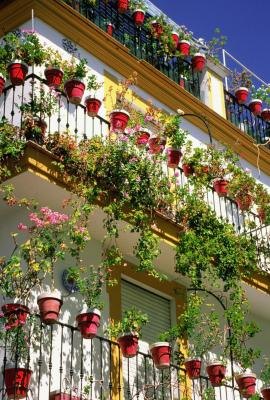 Attaching plants to a wall increases the size of your garden.